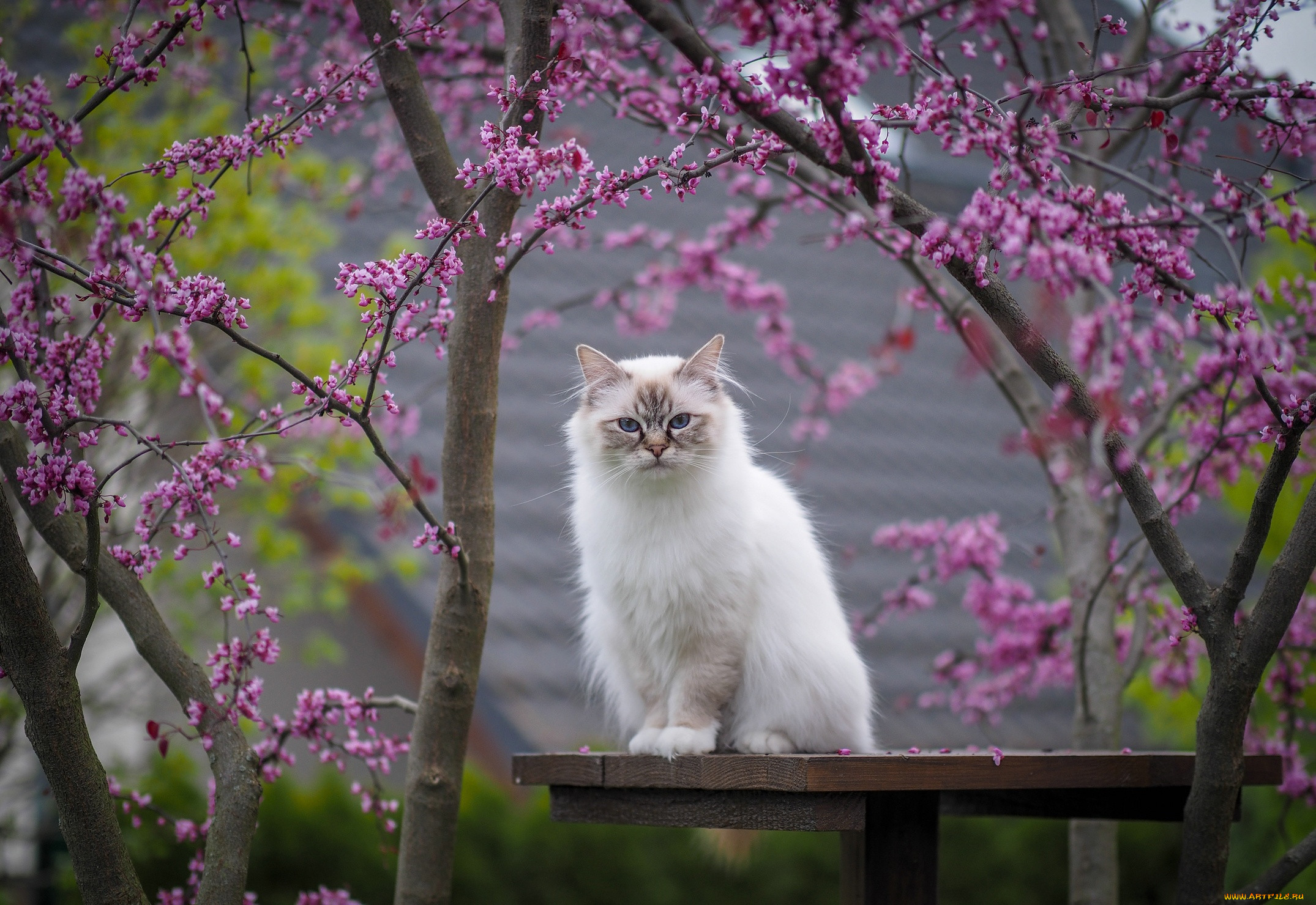 ��������, ����, ���, �����